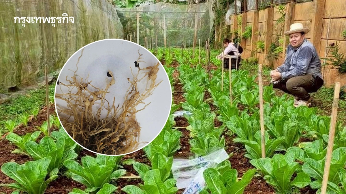 พด.16 สยบไส้เดือนฝอยรากปม ฟื้นดินโครงการหลวง เพิ่มรายได้เกษตรกร,