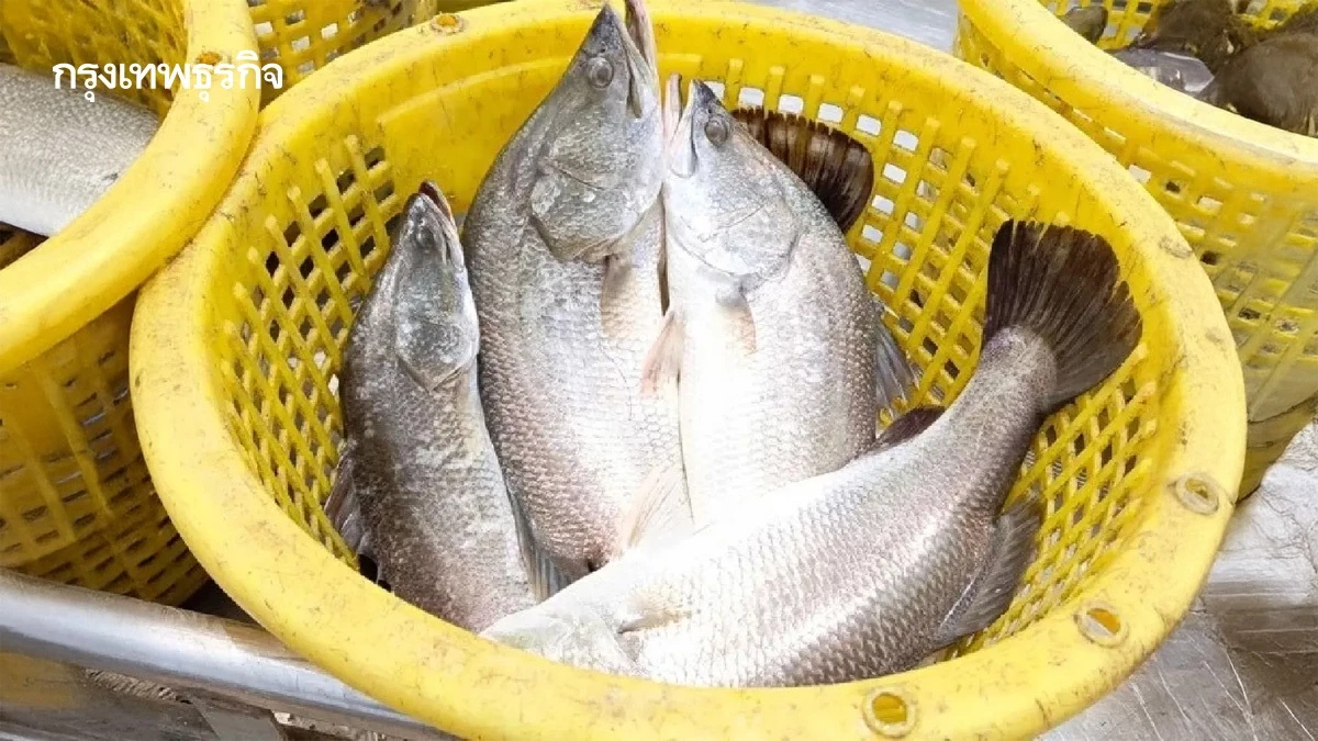 ดัน 'ปลากะพงสองน้ำสมุทรปราการ' จดสินค้า GI ชูจุดเด่นเนื้อหวานไม่คาว