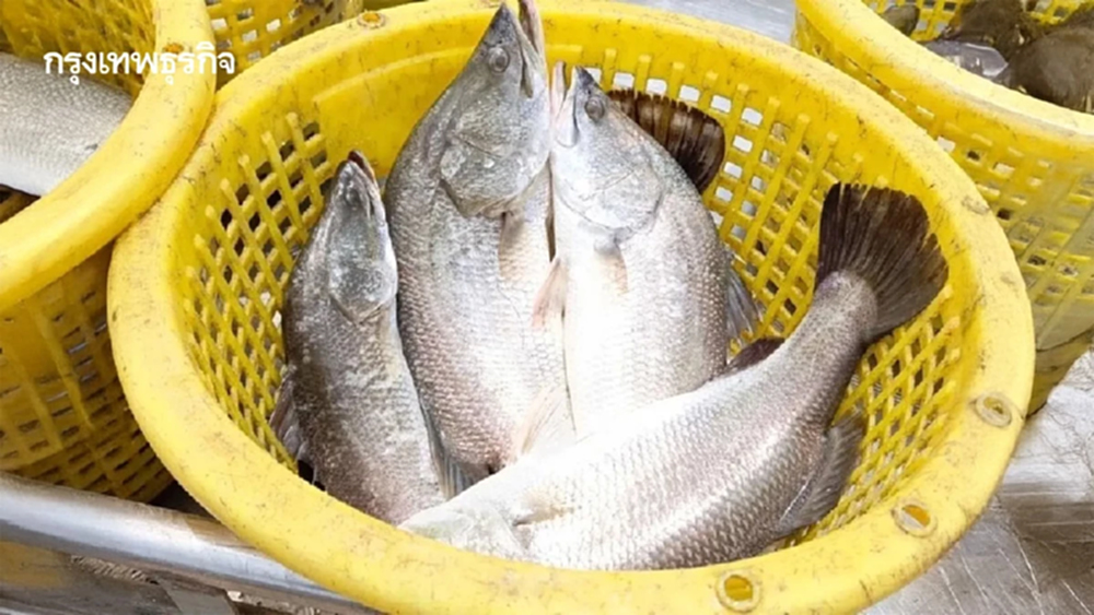 ดัน 'ปลากะพงสองน้ำสมุทรปราการ' จดสินค้า GI ชูจุดเด่นเนื้อหวานไม่คาว