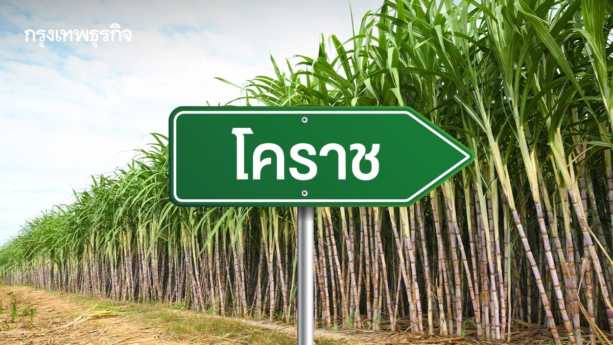 โคราช คว้าแชมป์อ้อยสด! ยอดเผาลดฮวบต่ำกว่า 1% หนุนแก้ฝุ่น PM 2.5