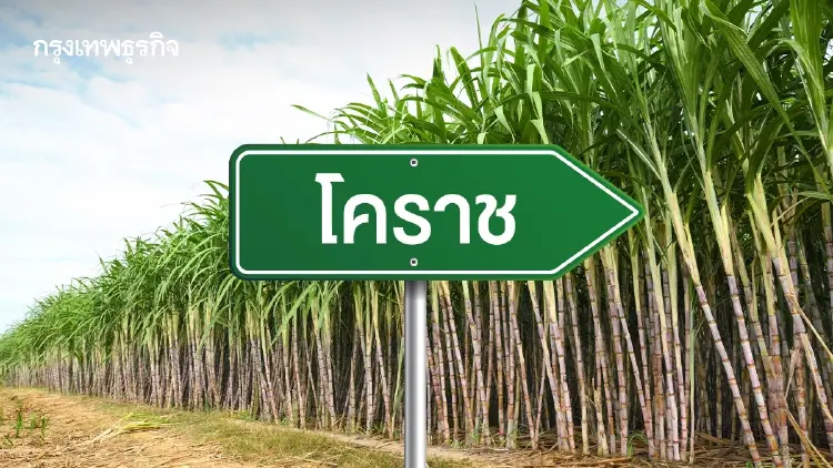 โคราช คว้าแชมป์อ้อยสด! ยอดเผาลดฮวบต่ำกว่า 1% หนุนแก้ฝุ่น PM 2.5