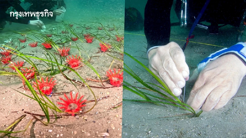 ไทยยูเนี่ยน-Mareblu ผนึก LifeGate ฟื้นฟูหญ้าทะเลในอิตาลี