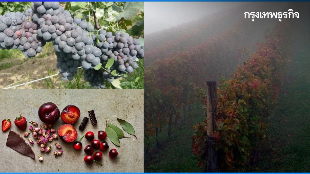 กัตตินารา - เกมเม : พระรองของแคว้นเพียดมอนต์?