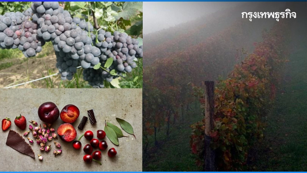 กัตตินารา - เกมเม : พระรองของแคว้นเพียดมอนต์?