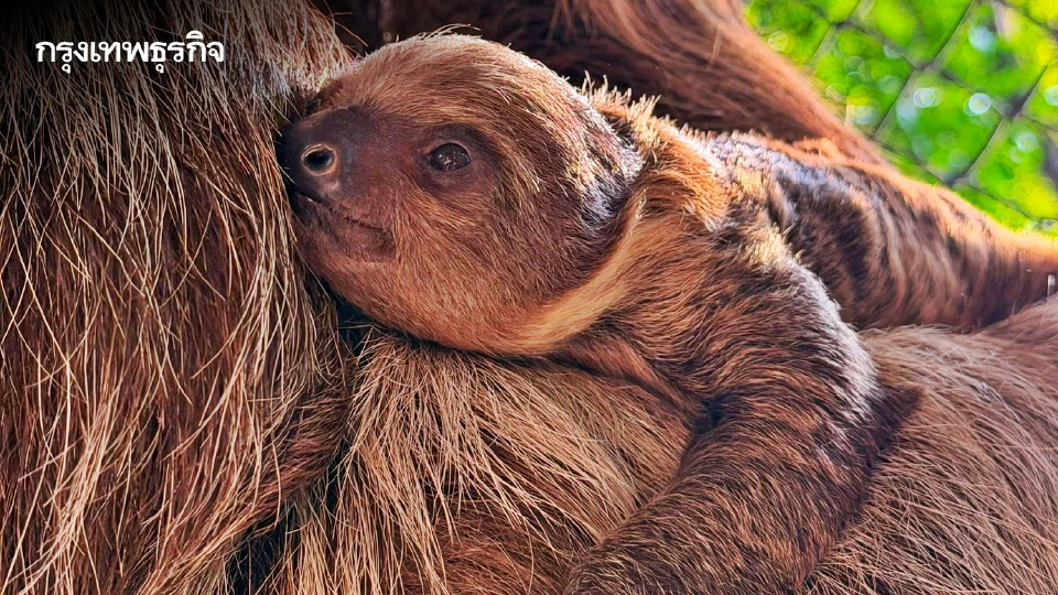 สุดน่ารัก 'ลูกสลอธสองนิ้ว' สมาชิกใหม่ สวนสัตว์เปิดเขาเขียว ชวนปชช.ร่วมตั้งชื่อ