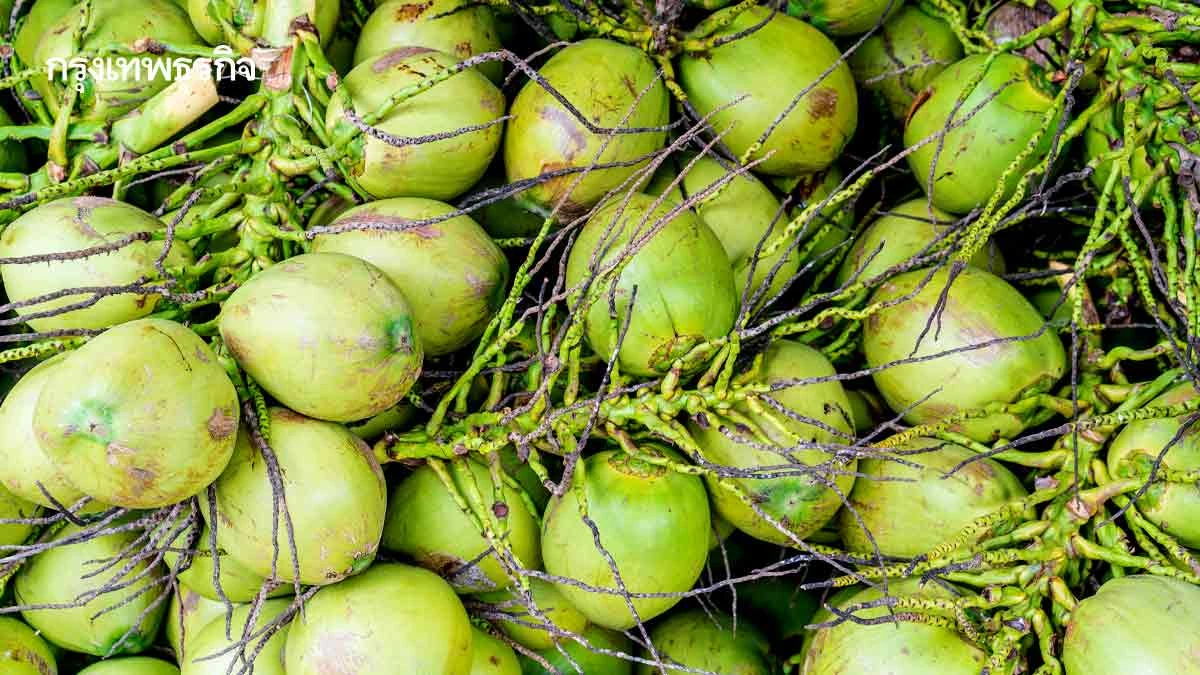 พาณิชย์เร่งแก้ราคามะพร้าวน้ำหอมตกต่ำ  ลุยราชบุรีสางนอมินีแฝงทำธุรกรรมลวง