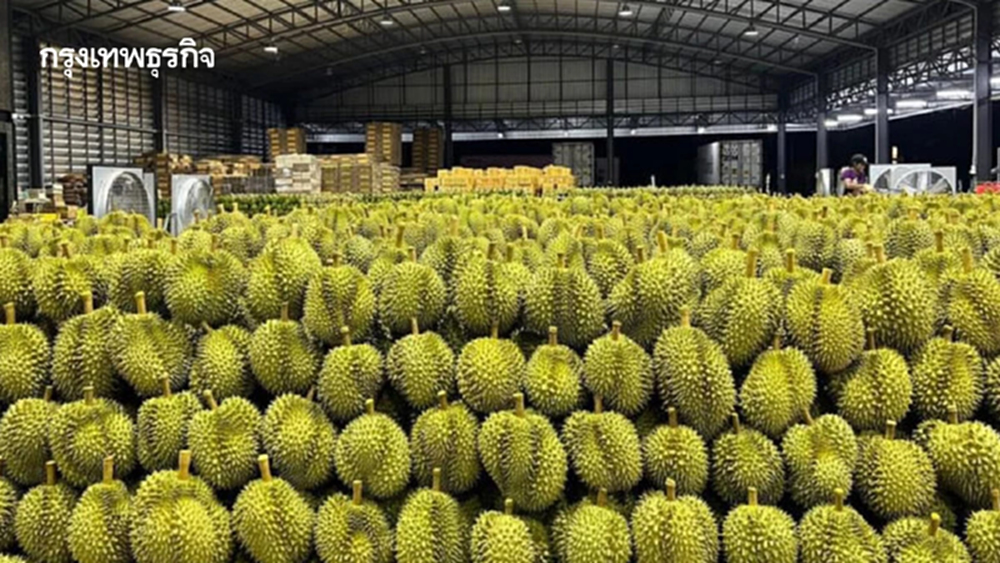 ดีลฉ่ำ ไทย-เฉิงตู อัปเกรดเกษตรอัจฉริยะ ดันส่งออกทุเรียนพุ่ง