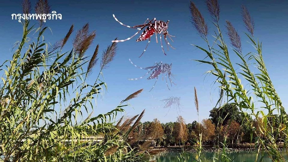 วิจัยพบ ‘ต้นอ้อ’ เอเลี่ยนสปีชีส์รุกรานยุโรป ทำยุงโตไว อายุยืน วางไข่ดก เสี่ยงโรคระบาด