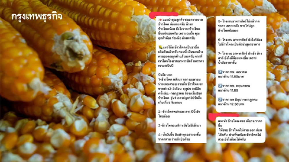 อย่าหาทำ! แฉแชทลับพ่อค้ากั๊กข้าวโพดฟันกำไร พาณิชย์จ่อเชือด-เล็งนำเข้าเสริม