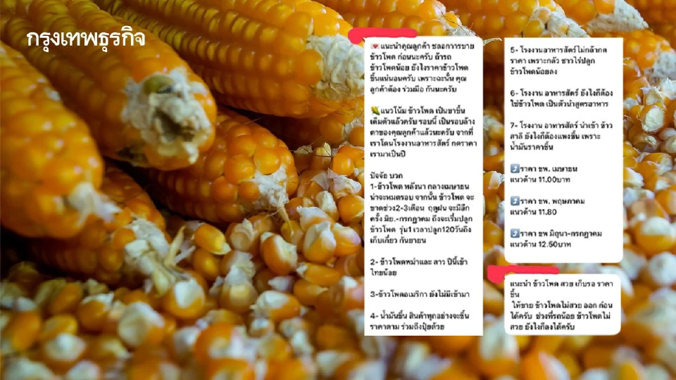 อย่าหาทำ! แฉแชทลับพ่อค้ากั๊กข้าวโพดฟันกำไร พาณิชย์จ่อเชือด-เล็งนำเข้าเสริม