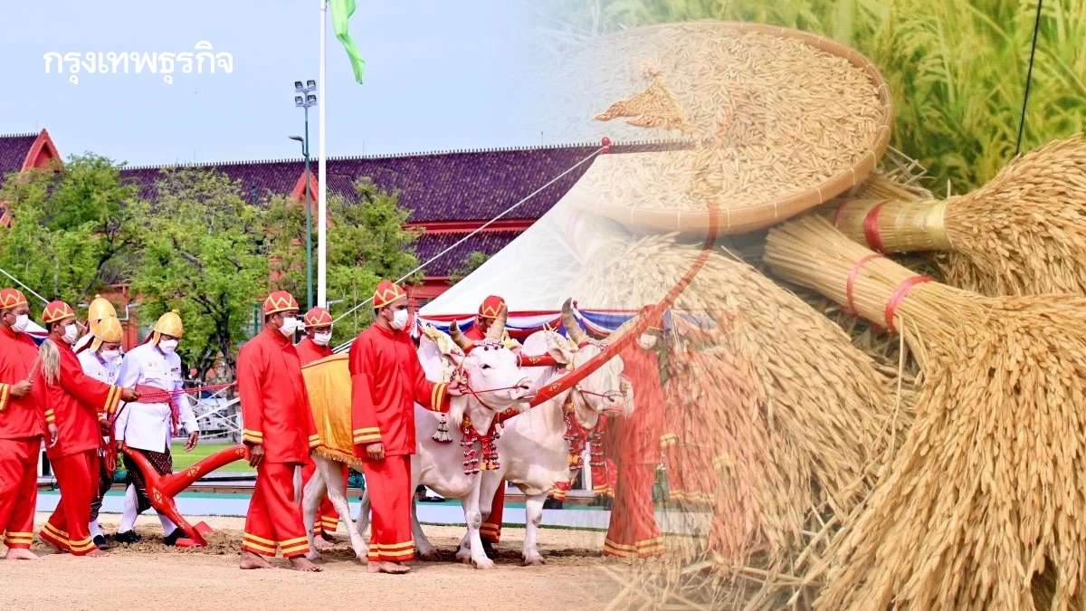 แจกเมล็ดพันธุ์ข้าวพระราชทาน 4 แสนซอง รับวันพืชมงคลปี 69