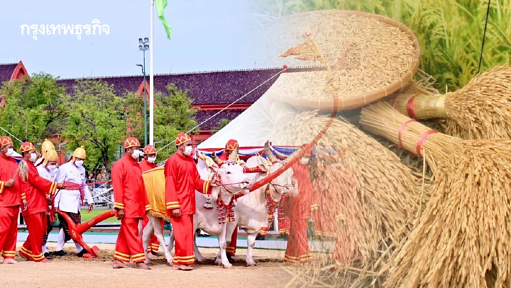 แจกเมล็ดพันธุ์ข้าวพระราชทาน 4 แสนซอง รับวันพืชมงคลปี 69