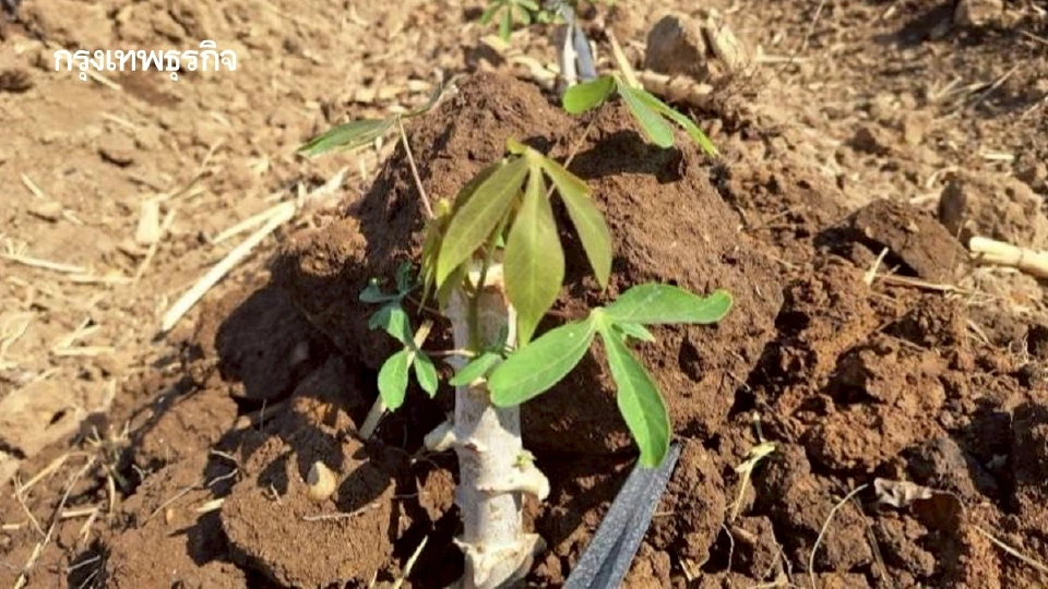 กรมส่งเสริมการเกษตร แนะเลือกท่อนพันธุ์มันสำปะหลังทนทาน สู้ภัยโรคใบด่าง