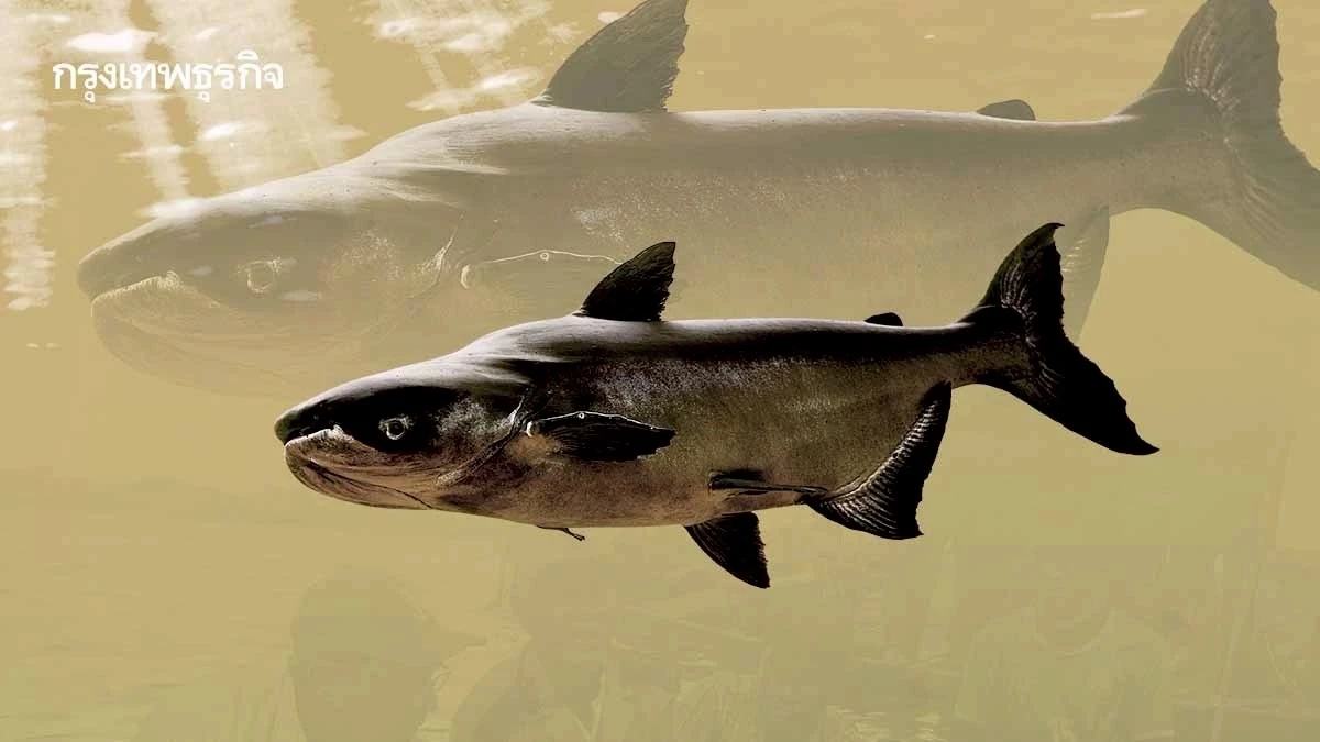 ‘ปลาบึก’ ในแม่น้ำโขงใกล้สูญพันธุ์ หายากขึ้น ตัวเล็กลง ผลจากการสร้างเขื่อน-ประมงเกินขีดจำกัด