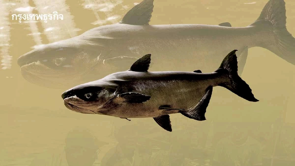 ‘ปลาบึก’ ในแม่น้ำโขงใกล้สูญพันธุ์ หายากขึ้น ตัวเล็กลง ผลจากการสร้างเขื่อน-ประมงเกินขีดจำกัด