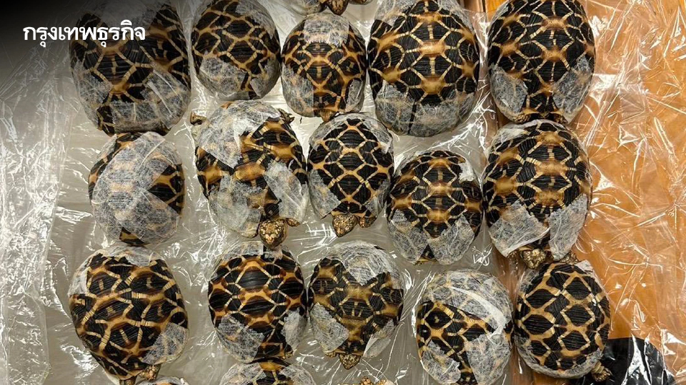 รวบสาวไต้หวันคาจุดตรวจ ผงะซุก 'เต่าดาวอินเดีย' 30 ตัว เตรียมบินออกนอกประเทศ