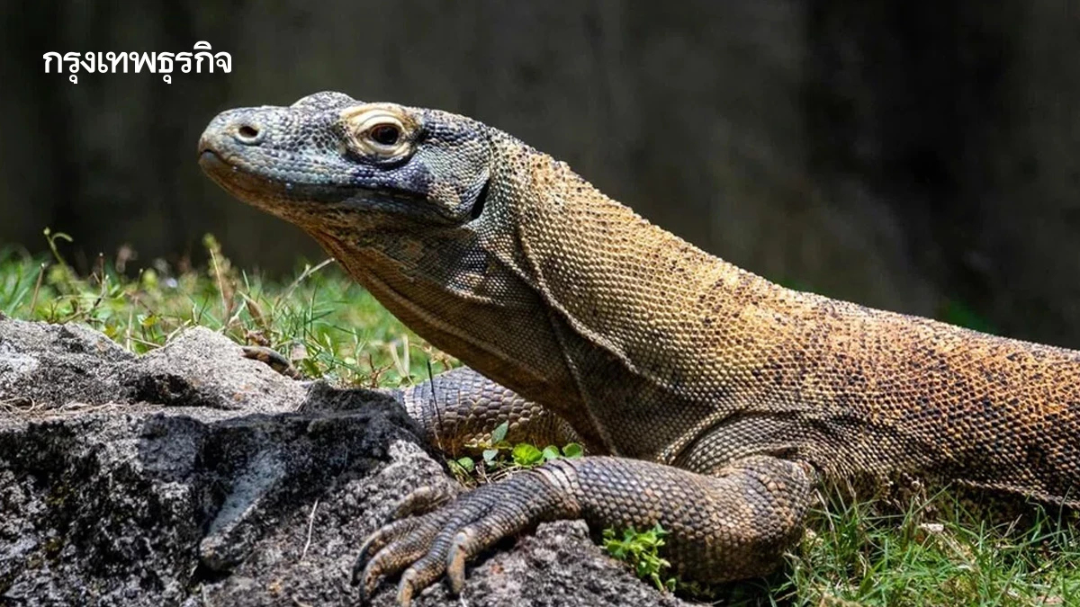 ตำรวจอินโดนีเซียจับกุม 6 ผู้ต้องหา ลักลอบค้ามังกรโคโมโดส่งขายไทย