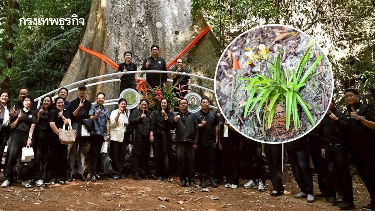 ยลโฉม ‘เหลืองกระบี่’ พืชป่าหายาก สู่หมุดท่องเที่ยวใหม่