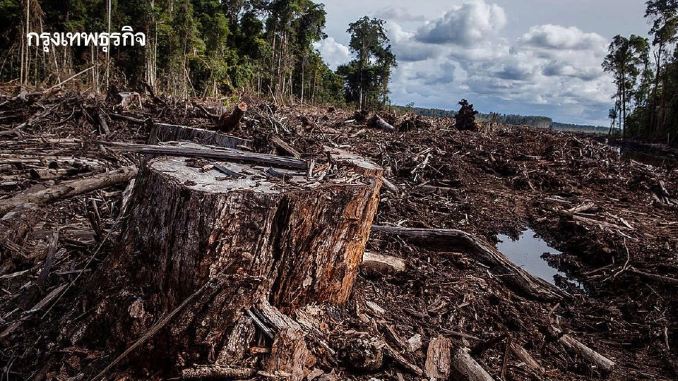 ปี 2025 ป่าไม้ทั่วโลกถูกทำลาย 160 ล้านไร่ คนบุกรุกป่าน้อยลง แต่ไฟป่ารุนแรงขึ้น