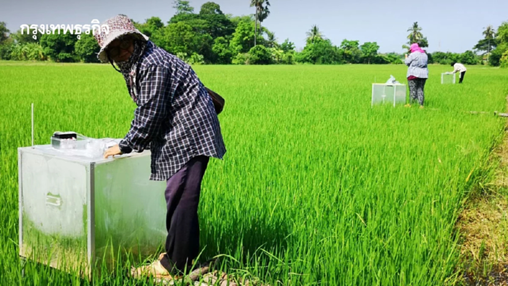 ภาคการเกษตรไทยลดก๊าซ 3.4 ล้านตัน ดัน CCAPA สู่ Net Zero ปี 2593