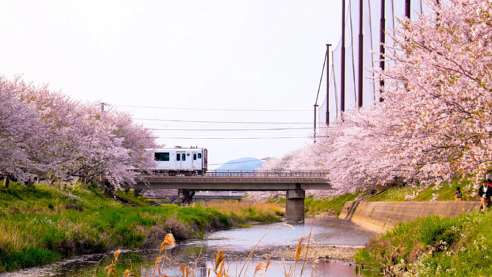 ส่องเทรนด์ ‘ชมซากุระบาน’ ปี 2026 กระแสซีรีส์เกาหลี Can This Love Be Translated? พลิก ‘เมืองรอง’ มาแรง