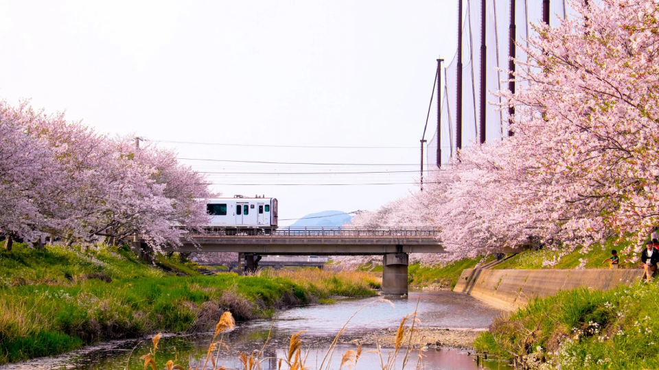 ส่องเทรนด์ ‘ชมซากุระบาน’ ปี 2026 กระแสซีรีส์เกาหลี Can This Love Be Translated? พลิก ‘เมืองรอง’ มาแรง