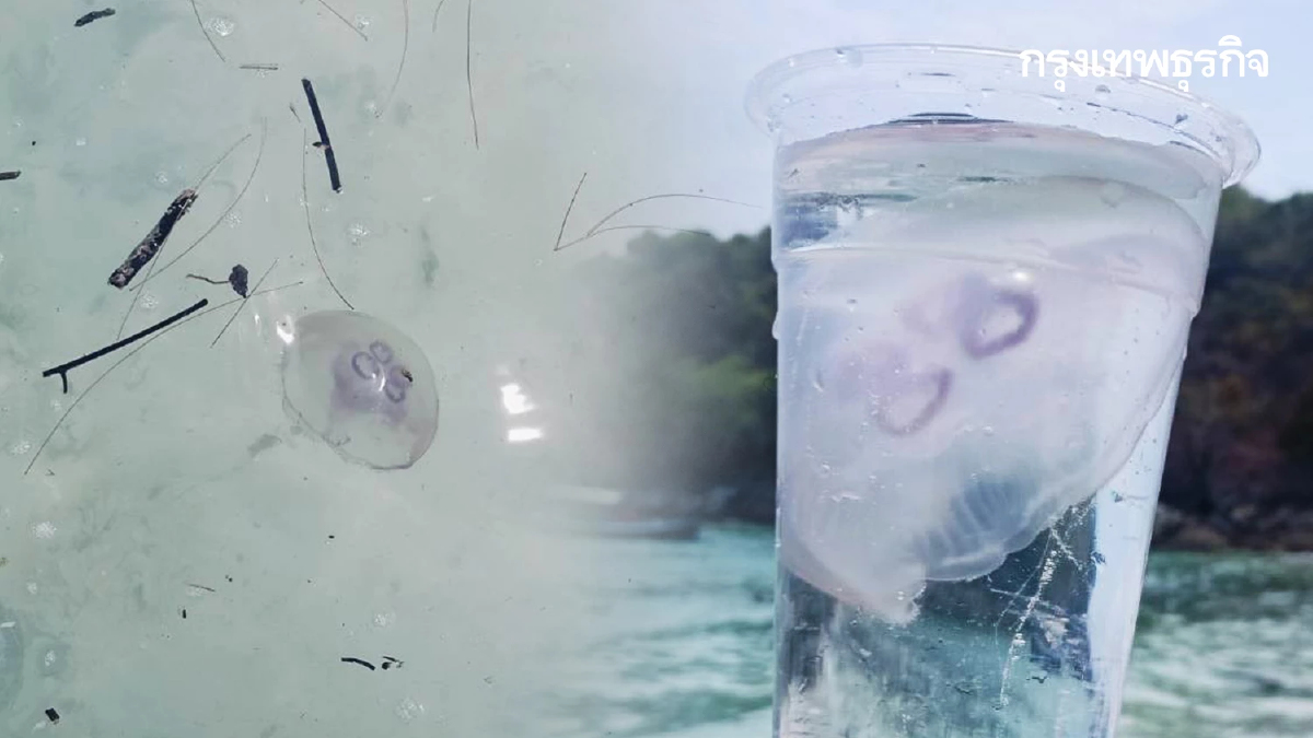 ไปทะเล ระวังผื่นคัน พบแมงกะพรุนพระจันทร์ เกยตื้น เกาะราชา ภูเก็ต