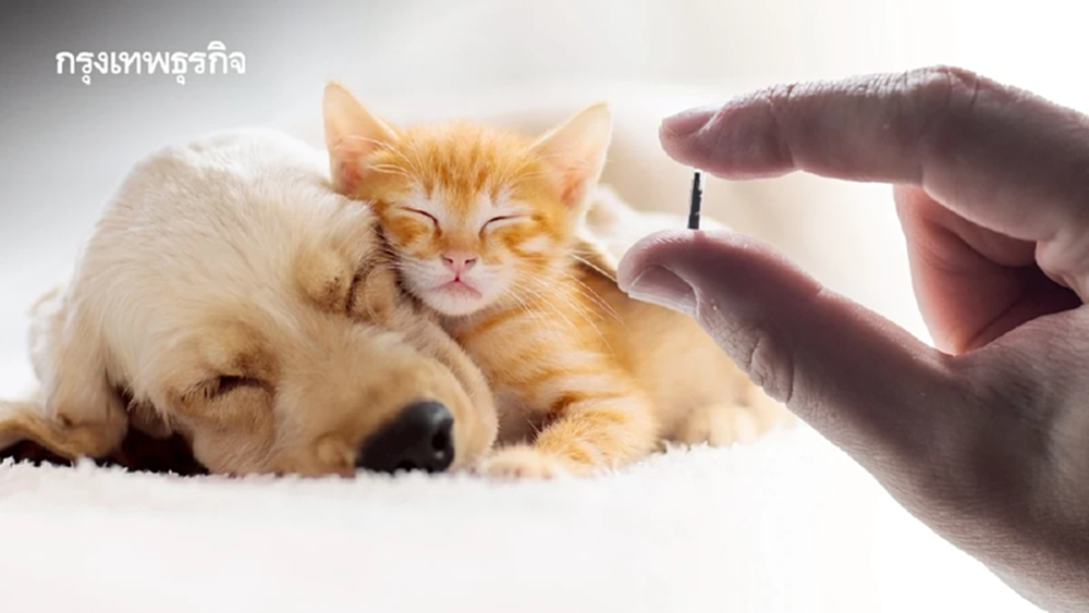 กทม. เปิดลงทะเบียนสัตว์เลี้ยง ฉีดฝังไมโครชิป ผ่าน Traffy Fondue