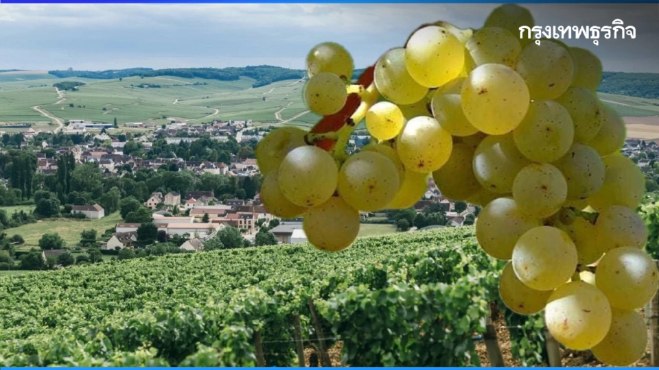 ไวน์ขาว : ดับกระหายคลายร้อน