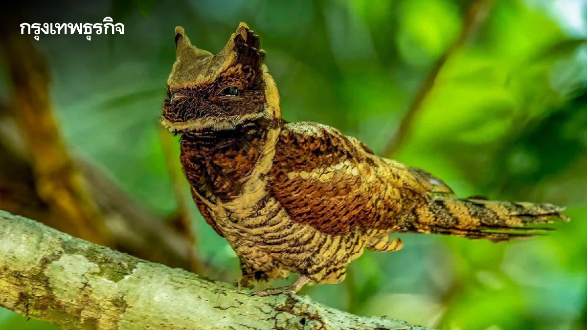 ฮือฮา 'นกตบยุงยักษ์' สัตว์หายาก โผล่อวดโฉม ตอกย้ำความสมบูรณ์ป่าแก่งกระจาน