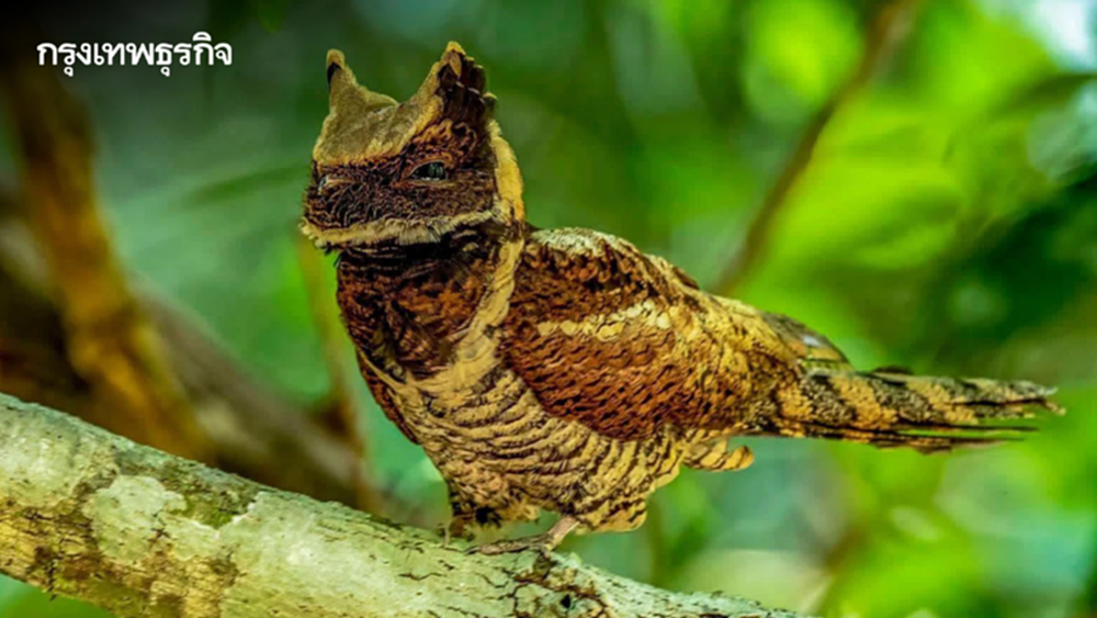 ฮือฮา 'นกตบยุงยักษ์' สัตว์หายาก โผล่อวดโฉม ตอกย้ำความสมบูรณ์ป่าแก่งกระจาน