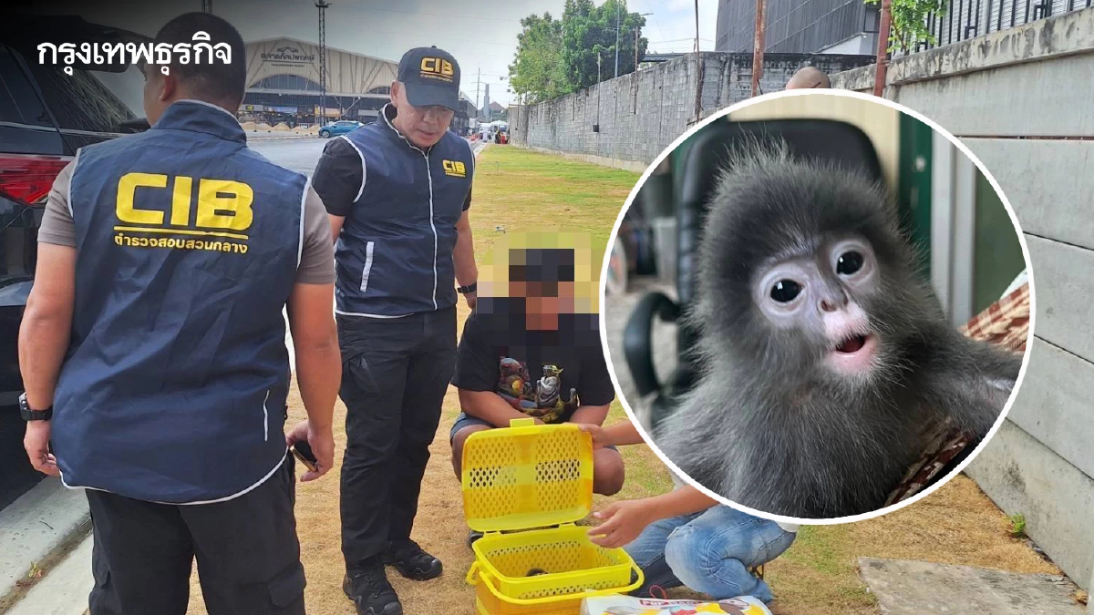 จับเครือข่าย 'ค้าสัตว์ป่าข้ามชาติ' พร้อมของกลาง 'ค่างแว่นถิ่นใต้' โยงขบวนการชาวอินเดีย