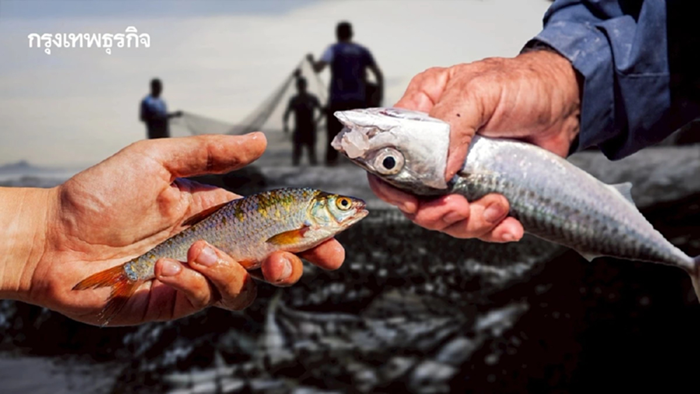 วิกฤติประมง ‘อาเซียน’ สัตว์น้ำลดลง 95%  จับปลามากเกินไป-ผิดกฎหมาย จนโตไม่ทัน