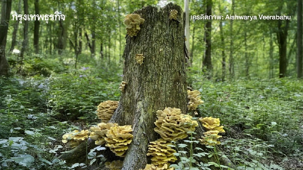 ‘เห็ดนางรมทอง’ ระบาดทั่วอเมริกาเหนือ เอเลี่ยนสปีชีส์ทำลายระบบนิเวศป่าไม้ แพร่พันธุ์ได้ไกล