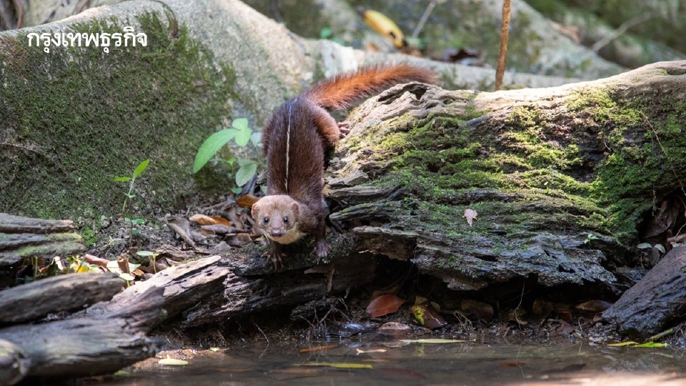 พบ ‘เพียงพอนเส้นหลังขาว’ สัตว์ป่าคุ้มครองครั้งแรกรอบ 20 ปี ในเขตรักษาพันธุ์สัตว์ป่าภูเขียว 
