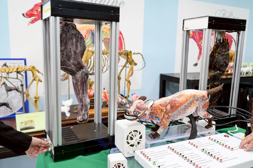 สัตวแพทย์ จุฬาฯ คว้า 5 รางวัลระดับโลก นวัตกรรมหุ่นกล้ามเนื้อสุนัขโต้ตอบได้