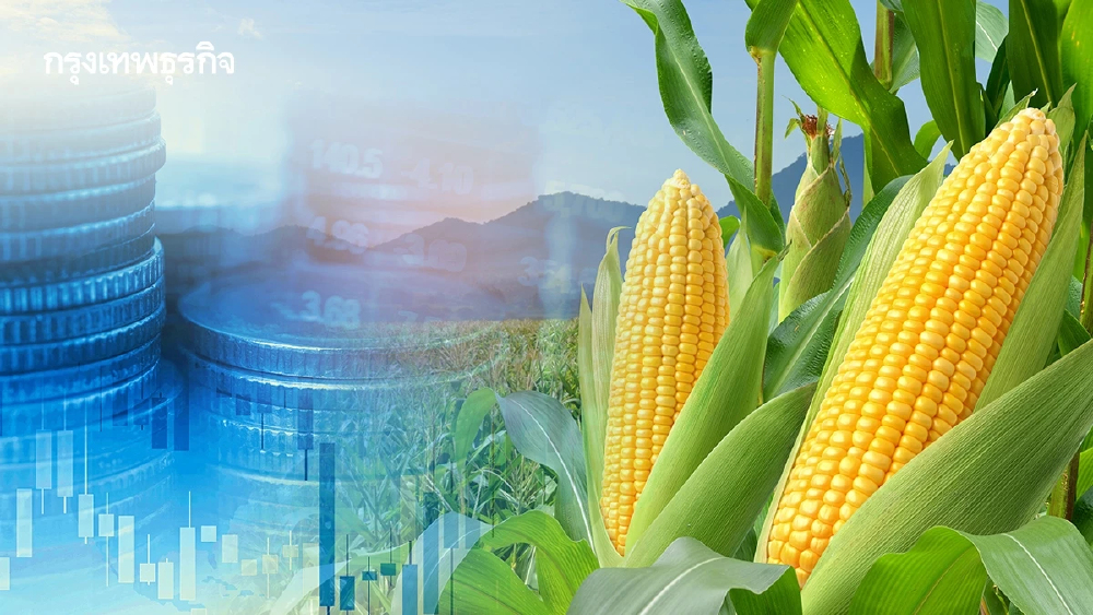ดีเดย์ 8 พ.ค. กฎใหม่ 'วัดชื้นข้าวโพด' ต้องมีใบรับรอง ป้องกันกดราคา
