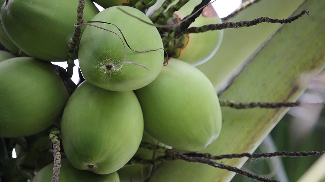 จากสวนสู่ตลาดต่างประเทศ! สรุปภาษีที่ผู้ส่งออกมะพร้าวน้ำหอมต้องเตรียมรับมือ