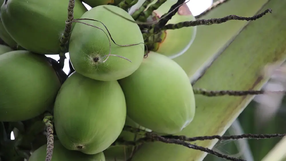 จากสวนสู่ตลาดต่างประเทศ! สรุปภาษีที่ผู้ส่งออกมะพร้าวน้ำหอมต้องเตรียมรับมือ