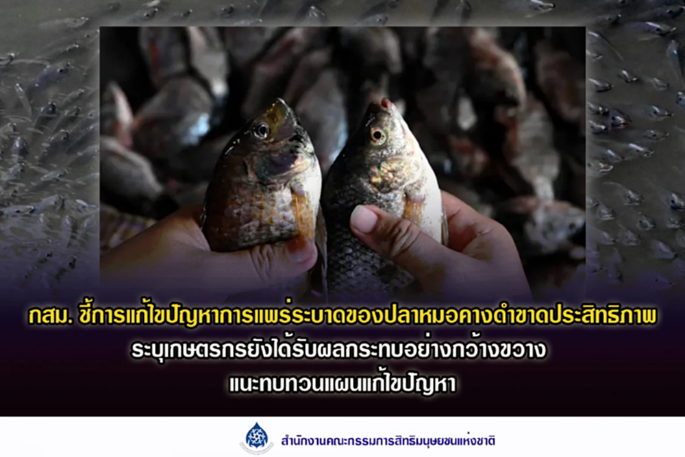ผลสอบ กสม.ชัด! กรมประมงแก้วิกฤติ 'ปลาหมอคางดำ' เหลว จี้ทบทวนแผน