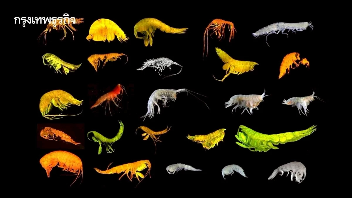 พบสัตว์ใหม่ 24 ชนิด กลางมหาสมุทรแปซิฟิก ความหลากหลายทางชีวภาพในเขตทำเหมืองทะเลลึก