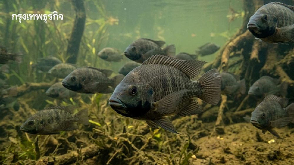 เปิดบทวิจัย DNA 'ปลาหมอคางดำ' พบการระบาดในไทย 'พันธุกรรมต่างกัน'