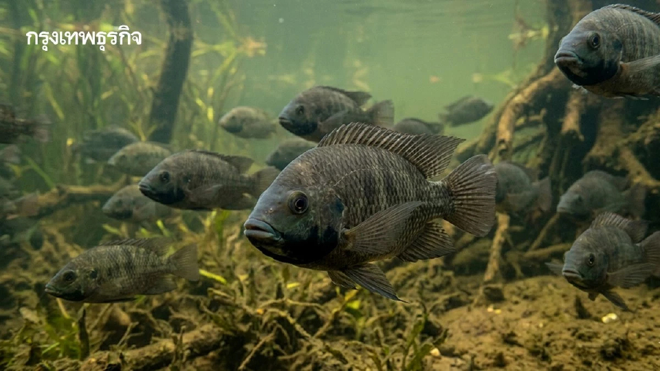เปิดบทวิจัย DNA 'ปลาหมอคางดำ' พบการระบาดในไทย 'พันธุกรรมต่างกัน'