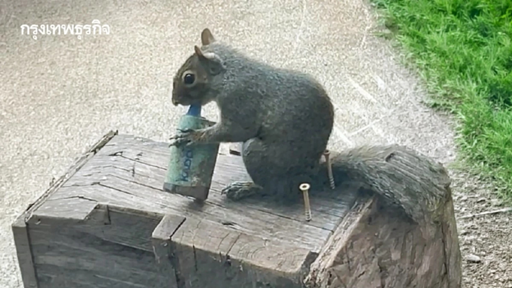 ‘กระรอก’ แทะ ‘บุหรี่ไฟฟ้า’ เพราะได้กลิ่นผลไม้จนนึกว่าเป็นอาหาร อันตรายถึงตาย