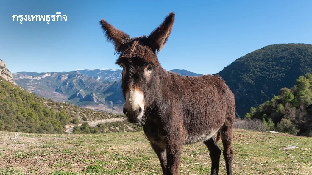 ‘สเปน’ จัดตั้ง ‘กองทัพลา’ เป็นผู้พิทักษ์ป่า ช่วยถางหญ้า ดูแลแนวป้องกันไฟป่า