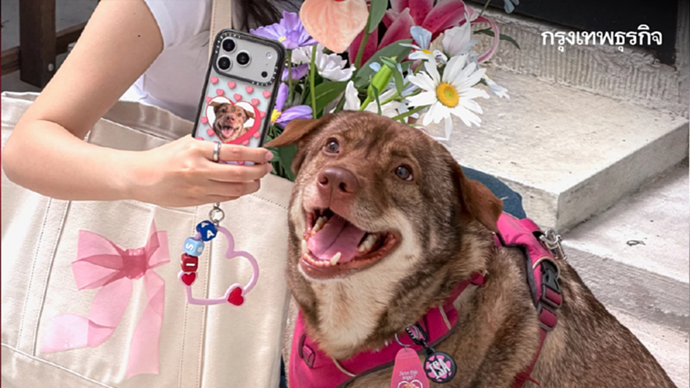 จับสี่ขามาใส่เคส! CASETiFY Pets Collection พาเจ้านายไปด้วยทุกที่