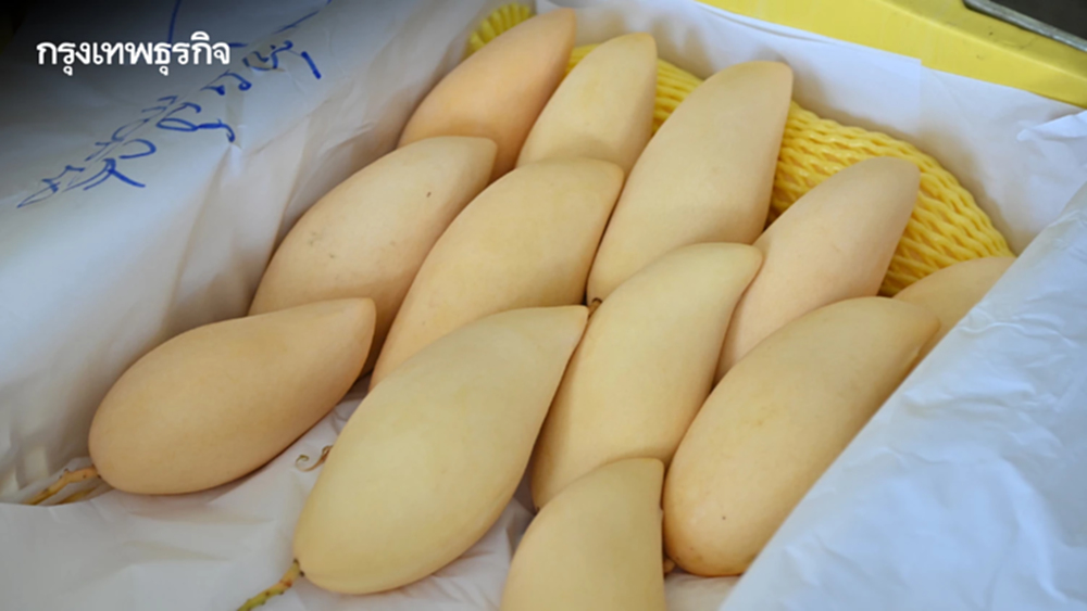 ช่วยเกษตรกร DIT ผนึกยักษ์ค้าปลีก-ส่งออก ลุยรับซื้อ 'มะม่วง' กว่า 1,000 ตัน
