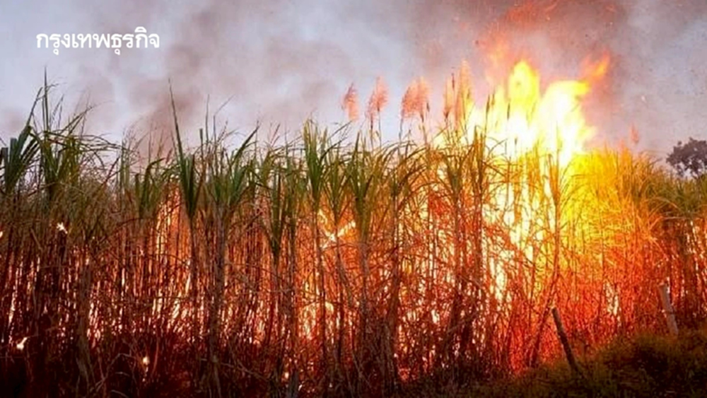 เจาะลึกเทคโนโลยี “Burn Scar”: อาวุธลับจับโกหกการเผา สั่นสะเทือนห่วงโซ่เกษตร-ธุรกิจส่งออกไทย