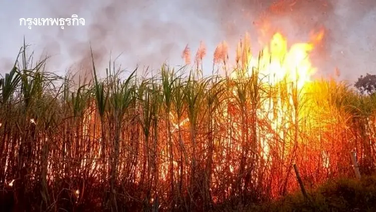 เจาะลึกเทคโนโลยี “Burn Scar”: อาวุธลับจับโกหกการเผา สั่นสะเทือนห่วงโซ่เกษตร-ธุรกิจส่งออกไทย