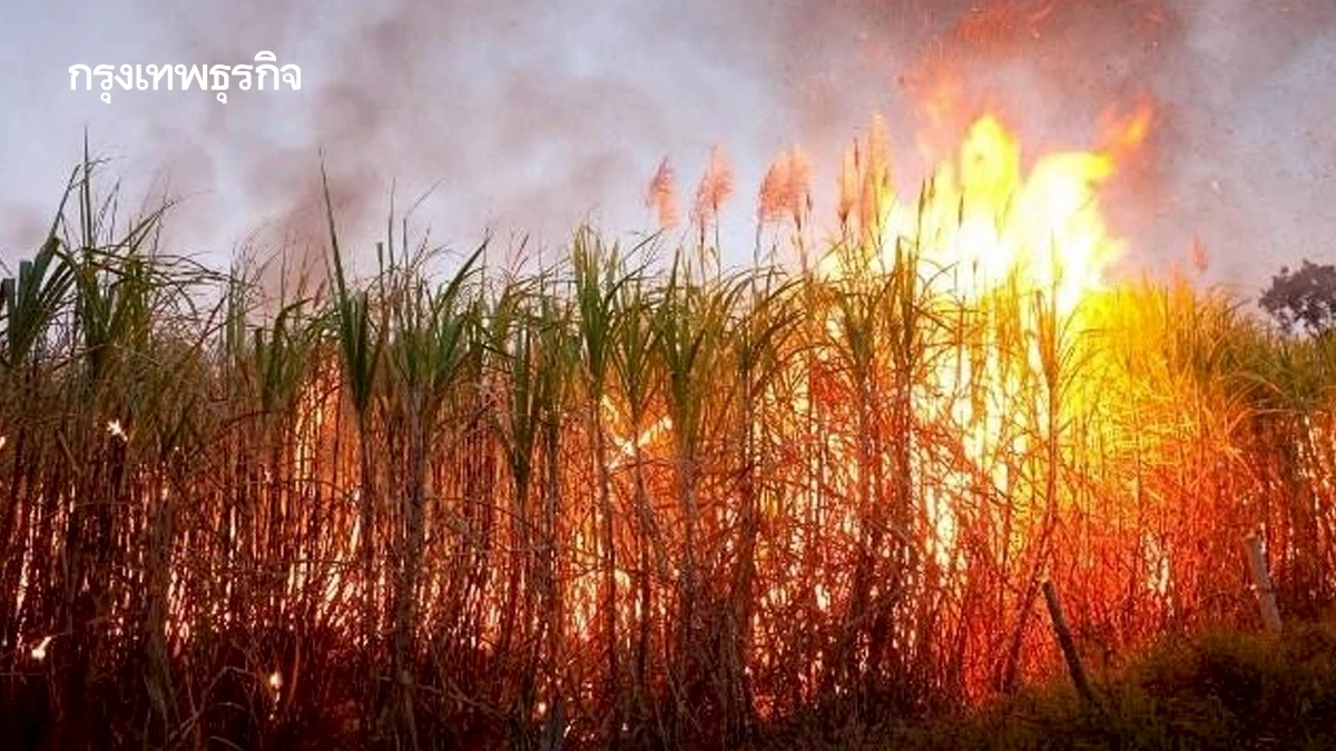 เจาะลึกเทคโนโลยี “Burn Scar”: อาวุธลับจับโกหกการเผา สั่นสะเทือนห่วงโซ่เกษตร-ธุรกิจส่งออกไทย